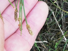 Eleocharis palustris