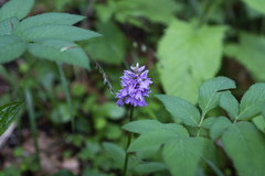 Dactylorhiza saccifera