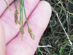 Eleocharis palustris