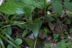 Dactylorhiza saccifera