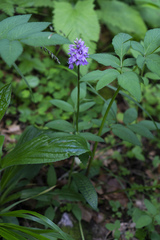 Dactylorhiza saccifera