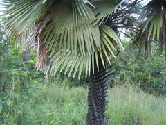 Copernicia prunifera
