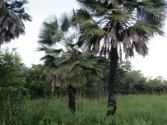 Copernicia prunifera