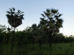 Copernicia prunifera