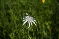 Scorzonera rosea