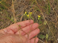 Hieracium marianum