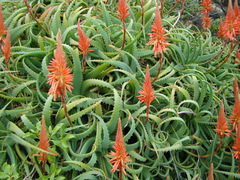Aloe arborescens