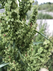 Rumex pseudonatronatus