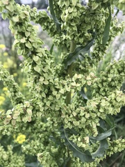 Rumex pseudonatronatus