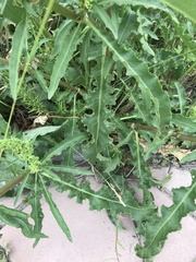 Rumex pseudonatronatus