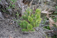 Stenanthera pinifolia
