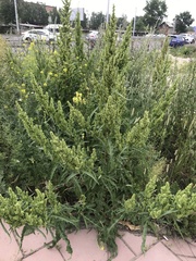 Rumex pseudonatronatus