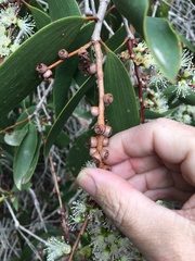Melaleuca dealbata