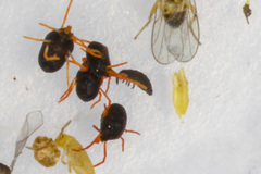 Halotydeus destructor