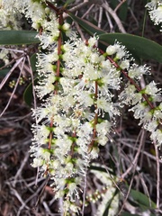 Melaleuca dealbata