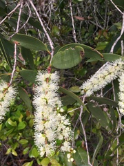 Melaleuca dealbata