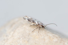 Coleotechnites coniferella
