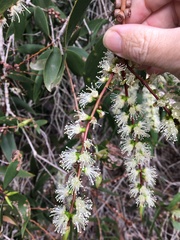 Melaleuca dealbata