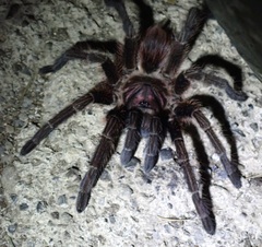 Phormictopus cancerides