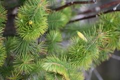 Stenanthera pinifolia