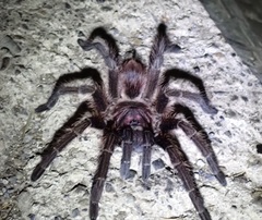 Phormictopus cancerides