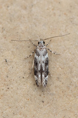 Coleotechnites coniferella