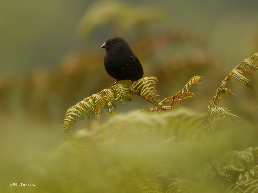 Dusky Twinspot illustration