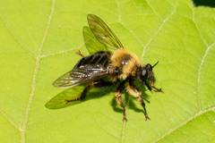 Laphria huron