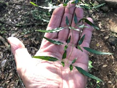 Jasminum didymum racemosum
