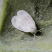 Whiteflies - Photo (c) timrudman, some rights reserved (CC BY-NC), uploaded by timrudman