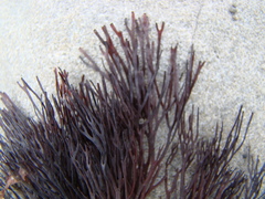 Melanthalia abscissa