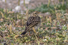 Anthus pratensis