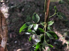 Jasminum didymum racemosum