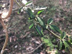 Jasminum didymum racemosum
