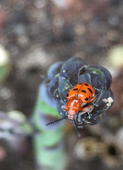 Crioceris duodecimpunctata