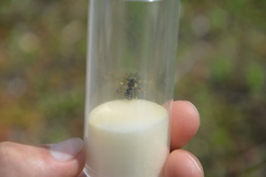 Anthidium punctatum