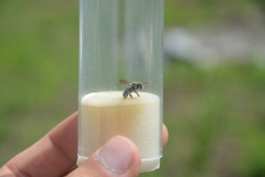Anthidium punctatum