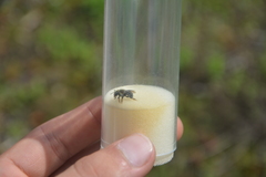 Anthidium punctatum