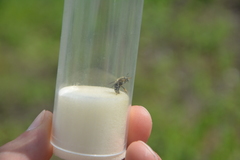 Anthidium punctatum