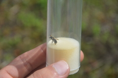 Anthidium punctatum