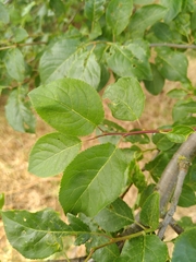 Prunus domestica