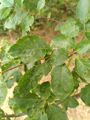 Prunus domestica