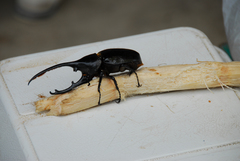 Dynastes septentrionalis