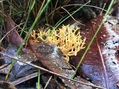 Ramaria watlingii