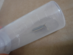 Eilema lurideola