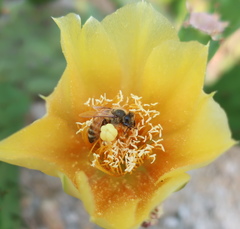 Apis mellifera