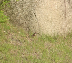 Passer montanus
