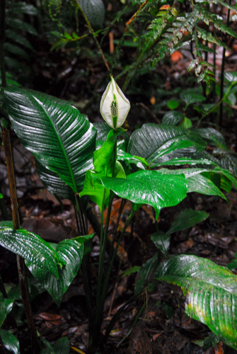 Spathiphyllum wallisii