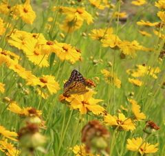 Argynnis xipe