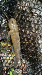 Padogobius bonelli